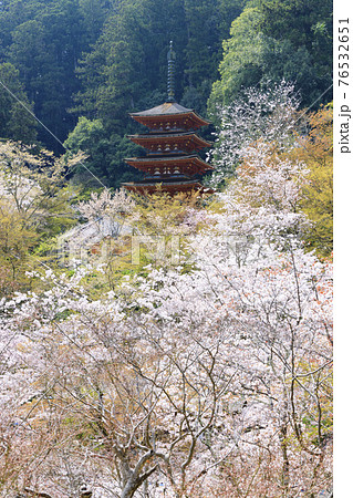 長谷寺 境内に咲く満開の桜 長谷寺 境内に咲く満開の桜 76532651