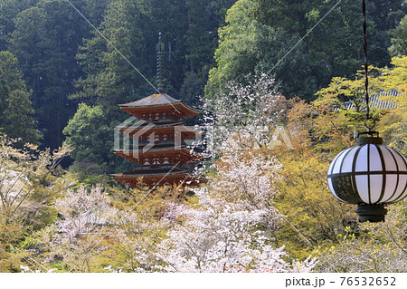 長谷寺 境内に咲く満開の桜 長谷寺 境内に咲く満開の桜 76532652