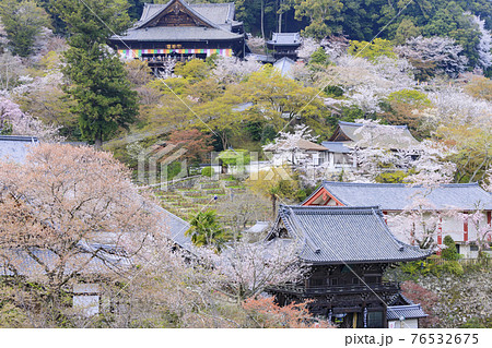 長谷寺　 境内に咲く満開の桜 76532675