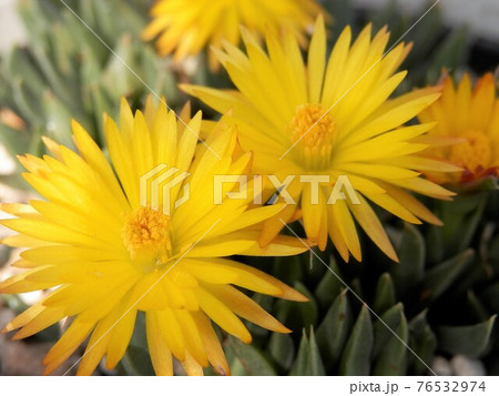 テルナミ 76532974