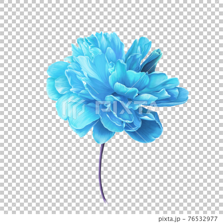 Single Bright blue Peony Flower. Isolated color pencil drawing flower head on white background. Single Bright blue Peony Flower. Isolated color pencil drawing flower head on white background. 76532977