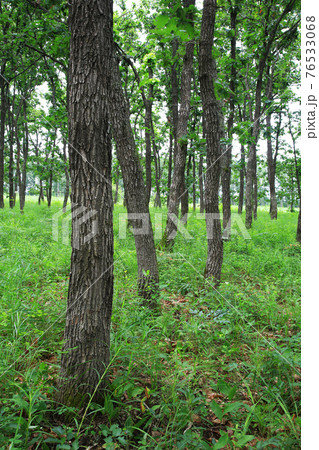 北海道　中札内美術村 76533068