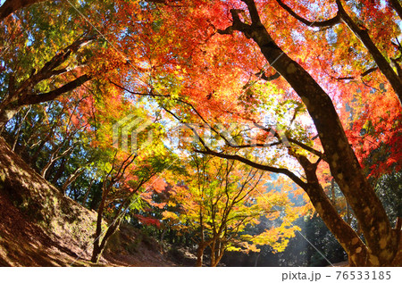 麓城跡の紅葉 76533185