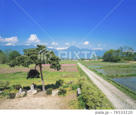 長野県　安曇野市　道祖神石仏とレンゲの花と農道 76533220