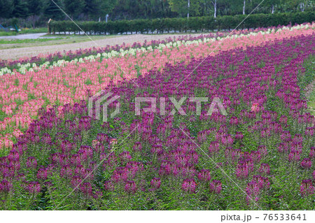北海道 フラワーランド 北海道 フラワーランド 76533641