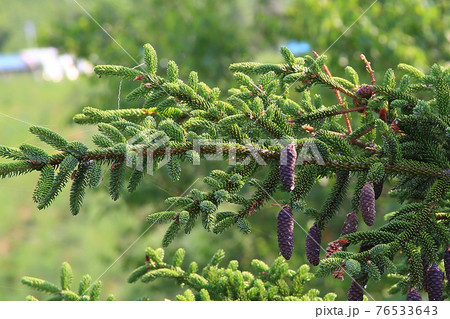 北海道 フラワーランド 北海道 フラワーランド 76533643