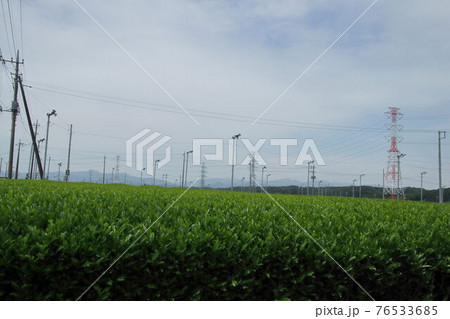 入間茶畑 76533685