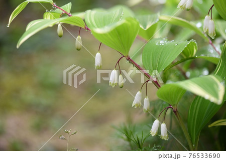 フイリアマドコロ(斑入り甘野老)の花 フイリアマドコロ(斑入り甘野老)の花 76533690