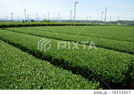 入間茶畑 76533857