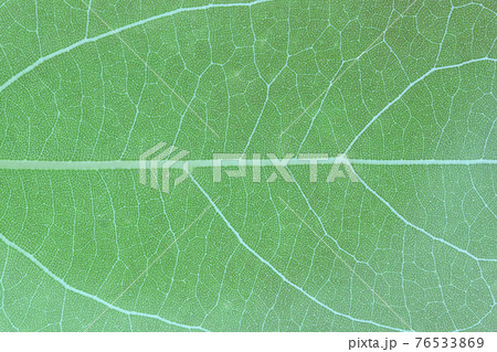 クスノキ（樟）の葉と葉脈 76533869