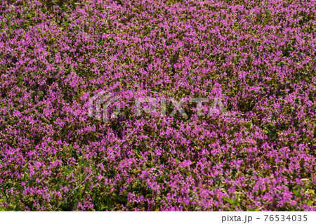 春に咲く山野草 足元の小さな世界もよく見ると美しい の写真素材