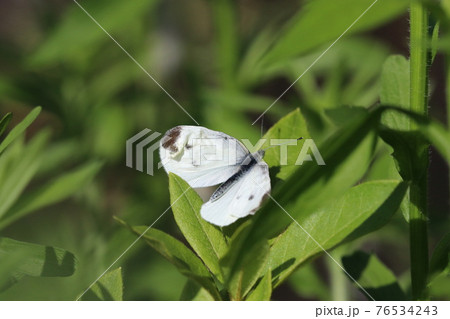 草陰で翅を休め中のモンシロチョウ（アウトドアフィールド昆虫マクロ撮影） 76534243