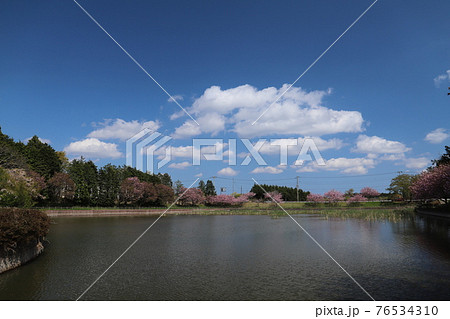 かすみがうら市、戸沢公園（池）の春の風景 76534310