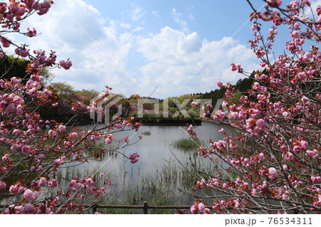 かすみがうら市、戸沢公園（池）の春の風景 76534311