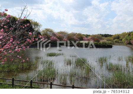 かすみがうら市、戸沢公園（池）の春の風景 76534312