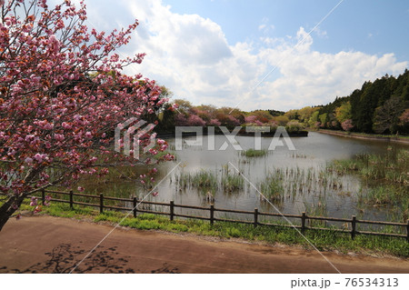 かすみがうら市、戸沢公園（池）の春の風景 76534313