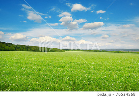 Rectangular landscape with green pea 76534569