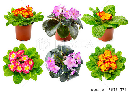 Collection multicolored fresh violets from different angles isolated on white 76534571