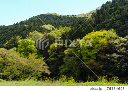 木々が萌える春の山肌 里山の風景　a-1 76534693
