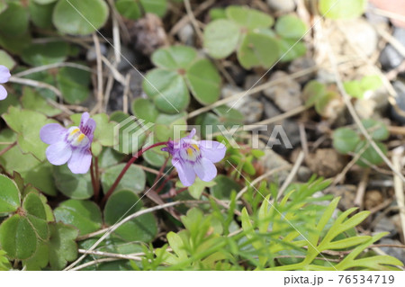 早春の庭に咲くツタバウンランの薄紫色の花 早春の庭に咲くツタバウンランの薄紫色の花 76534719