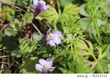 早春の庭に咲くツタバウンランの薄紫色の花 76534723