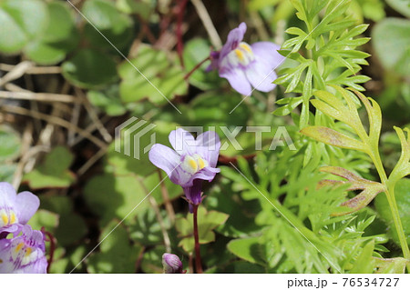 早春の庭に咲くツタバウンランの薄紫色の花 早春の庭に咲くツタバウンランの薄紫色の花 76534727