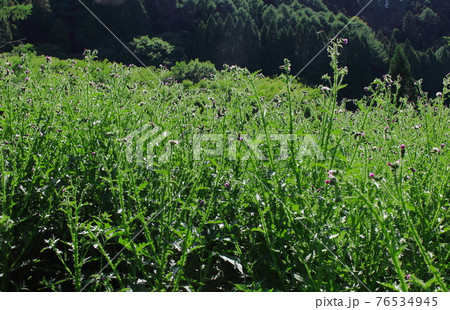 美しき野草の花　その2104　：　　花と植物が織りなす色紙　その2104 76534945