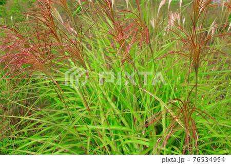 美しき野草の花 その2104 : 花と植物が織りなす色紙 その2104 美しき野草の花 その2104 : 花と植物が織りなす色紙 その2104 76534954