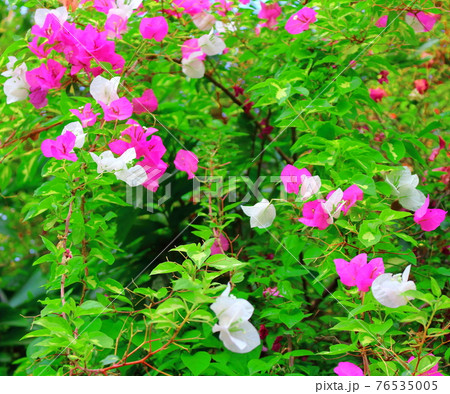 美しき野草の花 その2104 : 花と植物が織りなす色紙 その2104 美しき野草の花 その2104 : 花と植物が織りなす色紙 その2104 76535005