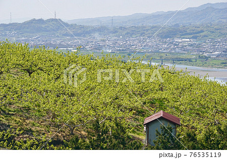 新緑の柿畑　和歌山県伊都郡かつらぎ町　紀の川フルーツライン 76535119