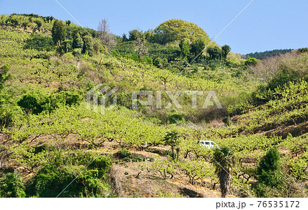 新緑の柿畑　和歌山県伊都郡かつらぎ町　紀の川フルーツライン 76535172
