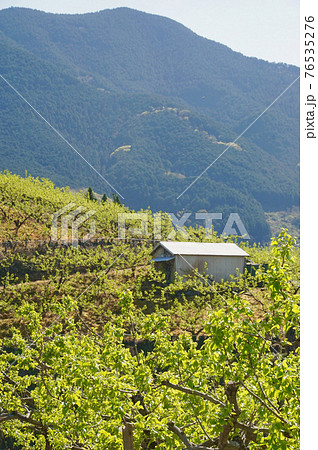 新緑の柿畑　和歌山県伊都郡かつらぎ町　紀の川フルーツライン 76535276