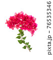 Pink blooming bougainvillea on white background isolated 76535346