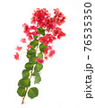 Pink blooming bougainvillea on white background isolated 76535350