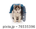 Cute siberian husky puppy in travel box on white background isolated 76535396