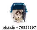 Cute siberian husky puppy in travel box on white background isolated 76535397