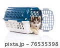 Cute siberian husky puppy in travel box on white background isolated 76535398