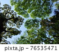 頭上の新緑、空が透けている 76535471