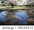 水たまりに映る、満開の桜 76535472