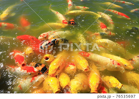 岡山後楽園　沢の池　錦鯉 76535697