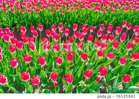 あさひ舟川　春の四重奏　【富山県】 76535991