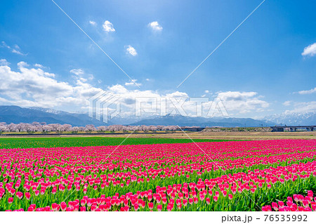 あさひ舟川 春の四重奏 【富山県】 あさひ舟川 春の四重奏 【富山県】 76535992