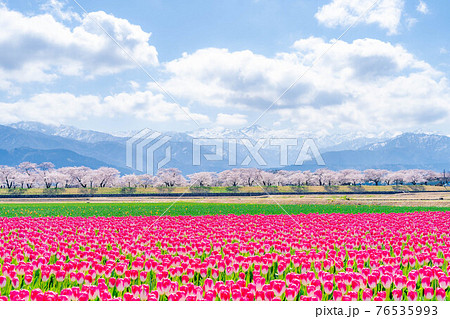 あさひ舟川　春の四重奏　【富山県】 76535993
