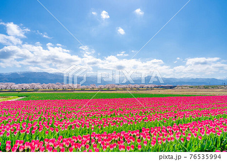 あさひ舟川　春の四重奏　【富山県】 76535994