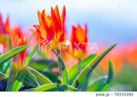 あさひ舟川　春の四重奏　【富山県】 76535995