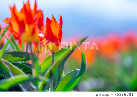 あさひ舟川　春の四重奏　【富山県】 76536001