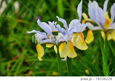 黄色と白色のアヤメの花の写真素材