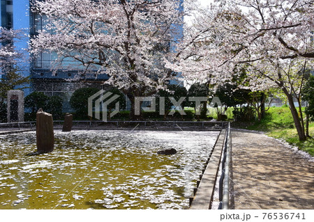 散る桜と旧相模川橋脚 茅ヶ崎市 散る桜と旧相模川橋脚 茅ヶ崎市 76536741