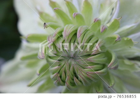 クレマチス白万重花の中心部のアップ 76536855