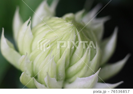 咲きたてのクレマチス白万重の白い花のアップ 76536857